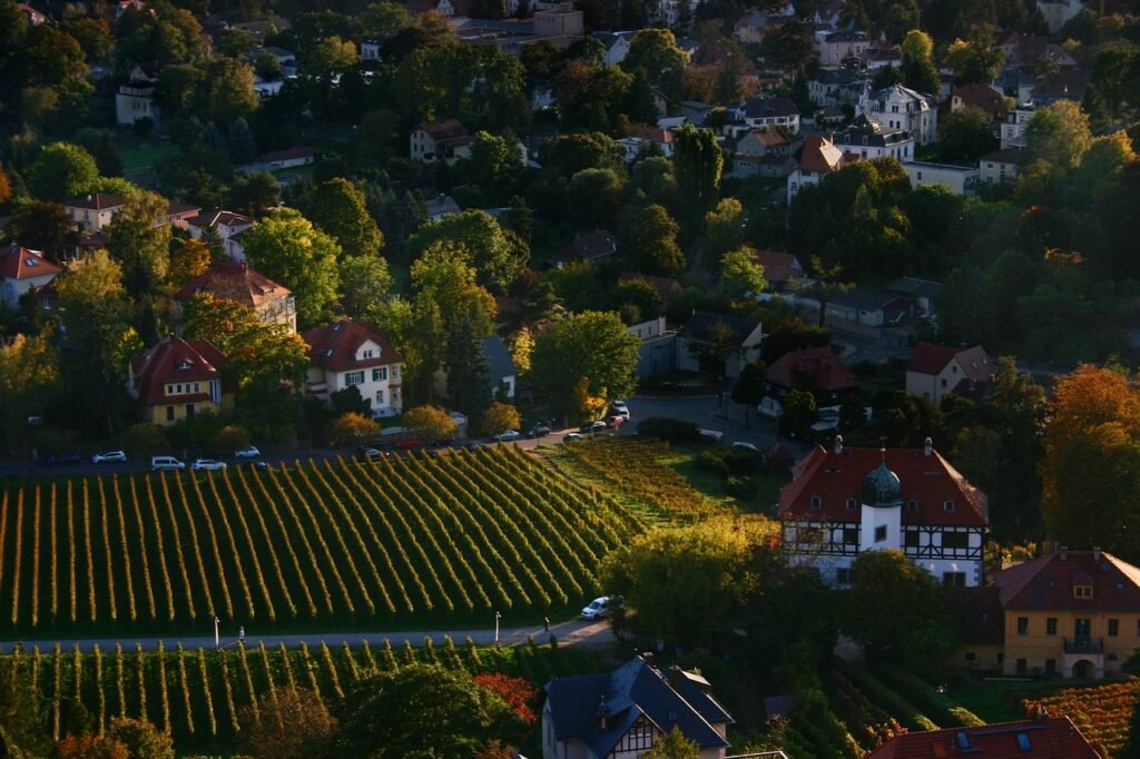 evening atmosphere, wine growing, vineyard-7551633.jpg