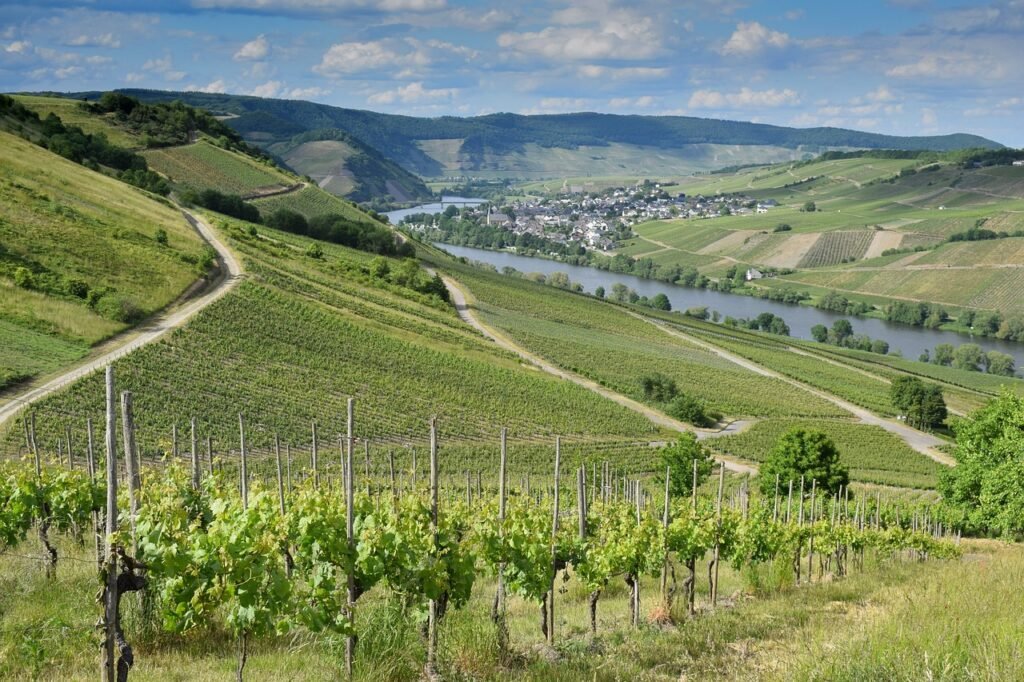 découvrez l'univers fascinant des vignobles : des paysages enchanteurs aux secrets de la vinification, plongez dans l'art de la culture de la vigne et savourez les trésors viticoles que chaque région a à offrir.